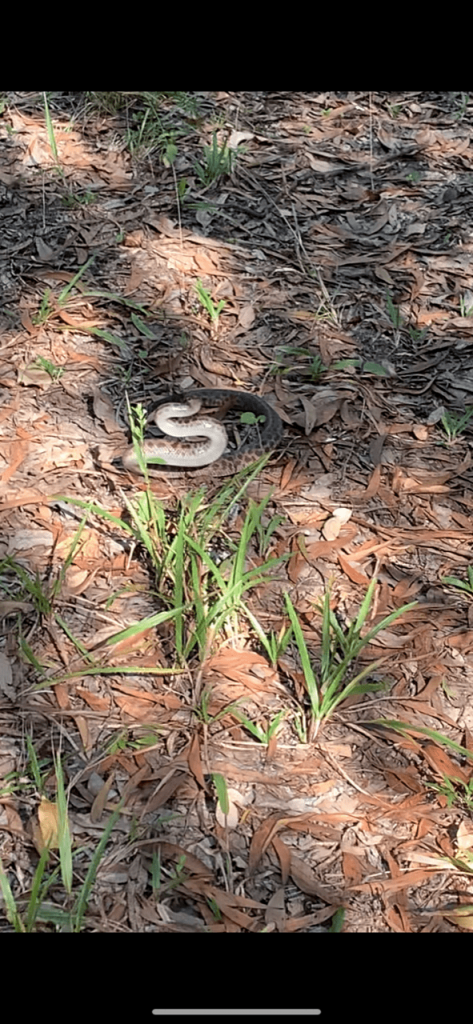 Snake at Paluma Range National Park